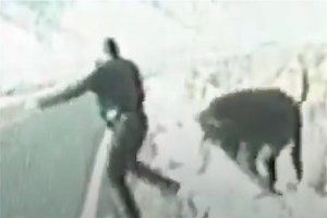 Watch cow chase cop on highway