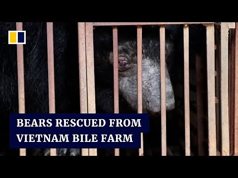Caged for 20 years, 5 bears from Vietnam’s illegal bile extraction farm are free