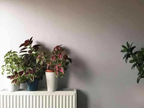 How Your Heater Could Be Harming Your Houseplants (And How to Fix It)