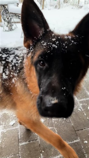 German Shepherd Speedster: Meet Big Dog in Action