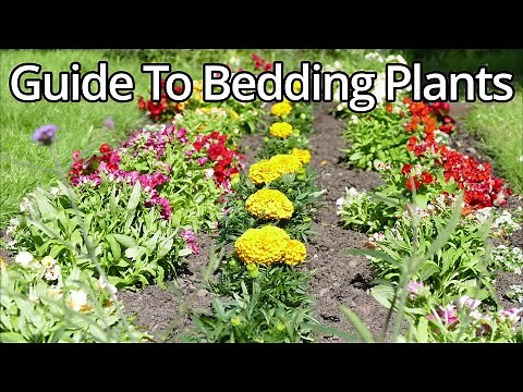 Ultimate Guide To Summer Bedding Plants