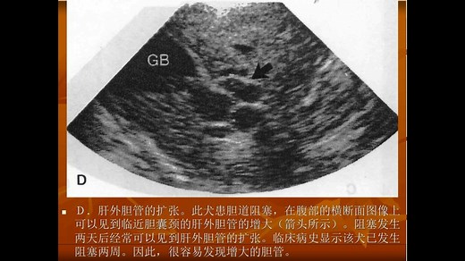 兽医培训 超声诊断 小动物影像学 犬猫超声学 基础入门教学视频讲座