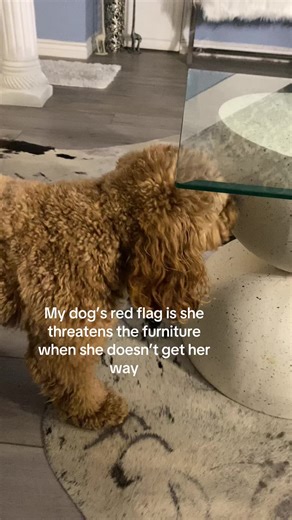 She’ll show the coffee table who’s the boss ……….. #cocothecavapoo #dogsoftiktok #dogparents #doglovers