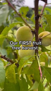 11K views · 35 reactions | Two years of fruit tree growth!  #gardening #fastgrowingtrees #fruittrees #ediblegarden #backyardorchard | Fast Growing Trees | Facebook