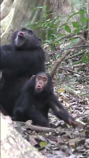 Chimps converse with gestures similar to humans 🐒🗣️