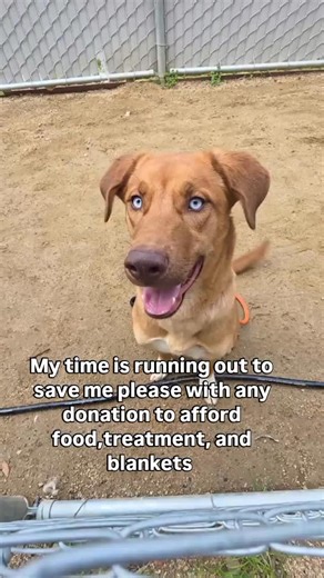 Hope for paws on Instagram: "🚨 SCHEDULED FOR EUTHANASIA TODAY 1/25 @ 5PM 🚨 Odin is one of those dogs who still tries — even when the kennel walls are closing in on him. He’s stressed and declining in the shelter environment, but the moment he’s around people, you see who he really is. Social, affectionate, and desperate for connection, Odin lights up when someone pays attention to him. He doesn’t shut down — he reaches out. Put him in the play yard and a different dog appears. Odin is doing we