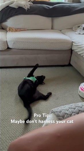 He didn’t even know how to walk anymore😂 #pets #funny #cats #maynard