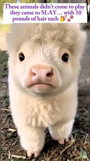 Animals With More Hair Than Me 😭🧼 | Fluff Level: MAX #skippythebushkangaroo #hearttouching #animhair