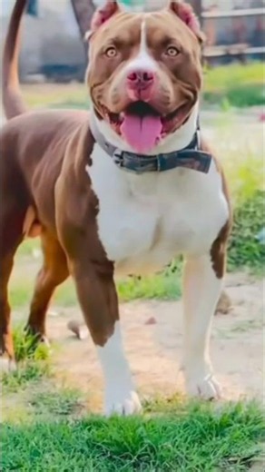 Kale Kapde Daku Lagre 😮 // Pitbull dogs #petvlog #americanbully #pitbull #pitbulldog #pets #goodpup