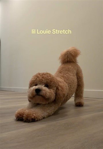 it gets me everytime 😭🥹🩵 #minigoldendoodle #puppy #goldendoodle #puppystretch #adorablepuppy