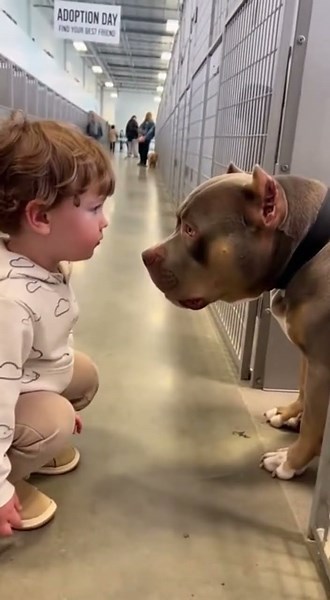 Little Kid Says “I Love You” to Giant Bully… And the Dog Answers Back 🐶💛