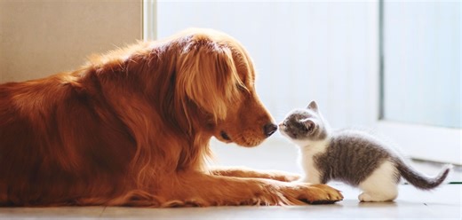 Hund vs. Katze: Ein Haustier ist eindeutig intelligenter, so Studie