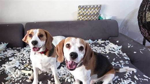 Funny dogs blame each other even when innocent