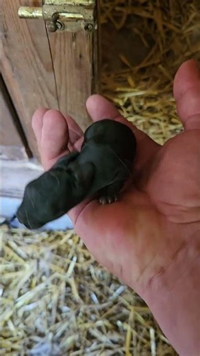 What is cuter than BABY BUNNIES.