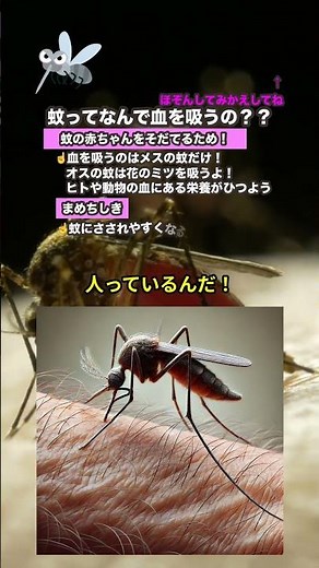 【蚊に刺される理由はコレ✨】なぜ蚊は血を吸うの？ #shorts #蚊 #理由 #解説
