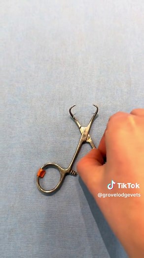 Essential Veterinary Instruments You Should Know