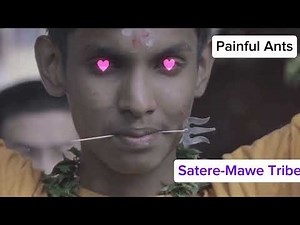 The Painful Stinging Ant Glove Ritual of Satere-Mawe Tribe