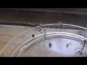 Indian Stick Insects Hatching From Eggs