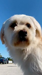 103K views · 872 reactions | The dog left the house  #funnyvideo #monsterundermybed | Yoeslan & The Monster | Facebook