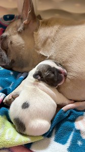 As promised, I am in the process of creating videos of the timeline of Bandit’s decline at about 11 days old. His story is not an uncommon one for French Bulldog pups, or any other brachycephalic breed. You may remember the loss of Anna from our last litter. 💔 Sadly, we were unable to make a difference in her outcome. It was not for a lack of trying. We are thankful that Bandit’s story will continue to another chapter. 📚 Keep an eye out for Part 2 of his story. 👀 | Frenchies Frappé