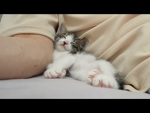What Happens When a Rescued Kitten Becomes Completely Obsessed with Humans?