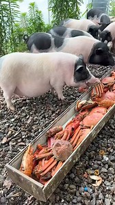 Vegan Pigs! Absolutely 0 Fu&ks given. #notveganfriendly | notveganfriendly_