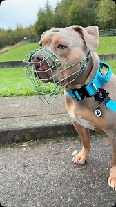 2K views · 74 reactions | If you didn’t know, HI! We are behind @digidogtag - a little dog tag to make your life that little bit easier (and less stressful!!)  Not only are the tags lightweight, durable & mud/waterproof - we donate to charities and rescueS ALLLL the time!  Thank you to everyone who has supported my small little side hustle so far 懶 #xlbullyban #dogmom #smallbusiness #dogtag #dogowner #bullybreeds | Tiago The XL | Facebook