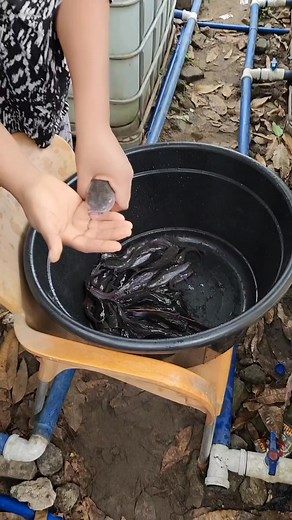 507K views · 4.8K reactions | One of the ways to boost your catfish farming. | House Wifey | Facebook