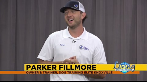 Dog Training Elite helps take your pet from problem to perfect