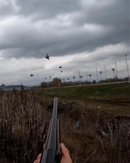 Partridge Hunting German pointer dogs