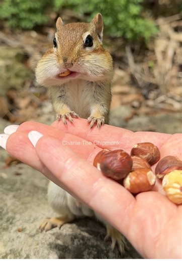 Funny Chipmunk Moments That Will Make You Laugh