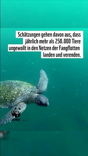🤓 20 Sec Animal Facts: Meerschildkröten Edition 🐢🌊