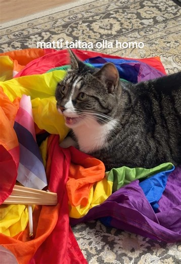 ihanaa pridekuukautta🏳️‍🌈 #kissavideoita #kissa #lemmikit #pridekuukausi