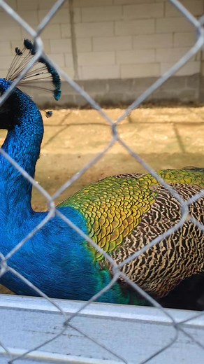 16K views · 383 reactions | The beauty of the blue peacock feathers is very stunning #bird #peacock #birdlover #breed #farm | Progo Farm | Facebook