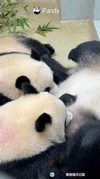 Raising Twins Is Exhausting, But Also Incredibly Rewarding | iPanda #shorts #HKPanda