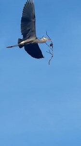 An amazing capture of one of the Great Blue Herons nesting on CNC's grounds! For the third consecutive year, Great Blue Herons are nesting behind the Red-shouldered Hawk aviary. Unlike their raptor neighbors, herons typically nest in large groups called rookeries. Currently, there are three nests under construction. Male Great Blue Herons select the nest site and court passing females. Once a female has selected her mate, the male collects nesting material such as twigs, sticks, moss, and pine n