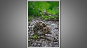 Do Hedgehogs Have Quills? Natures Prickly Defense Mechanism