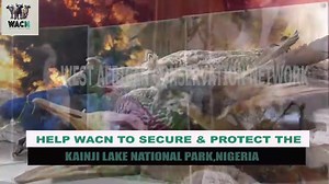 This is a little promo clip on our project - the #WACN Kainji Lake National Park Project…WACN is a non-profit organization dedicated to securing and restoring wilderness areas. On October 27, 2023, WACN signed a 31-year co-management Memorandum of Understanding with the Nigerian government via the Nigeria National Park Service to oversee #Kainji Lake National Park, a 2,000-square-mile reserve in northwestern Nigeria. This park is home to diverse wildlife, including lions, leopards, elephants, an