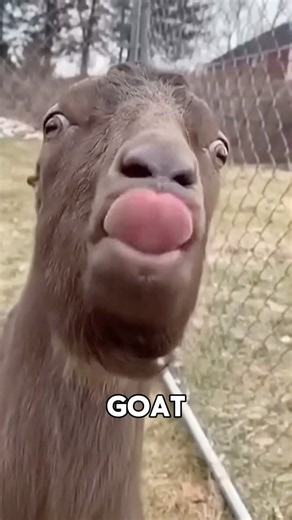 Do You Want a Goat as a Pet? 🐐