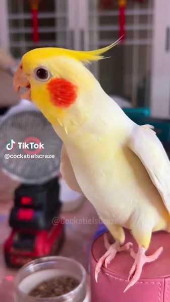 Jerry the Cockatiel's Adorable Chirps