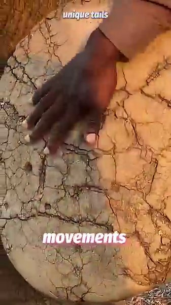 How Do Elephants Walk So Silently?