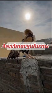 #aseelmurgafarms #mushkiaseel #lasaniaseel #chaudharykamranshahidfarm #poultryfarming #birds #viral