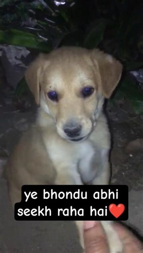 kitni bar hello kia❤️#animallovers #love