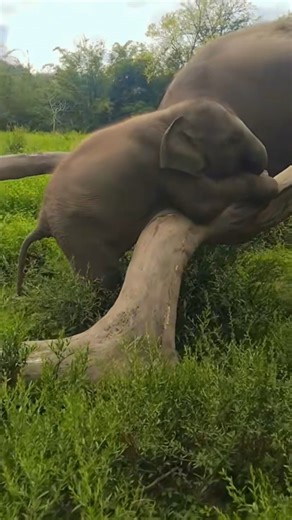 Just a Baby Elephant Hugging a Tree🥹 #babyelephant #cuteanimal #shorts