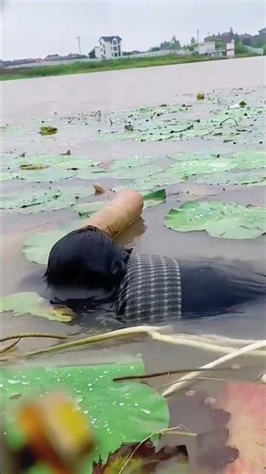 The process of picking lotus root sprouts in water