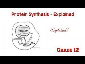Protein Synthesis - Explained Grade 12 Life Sciences