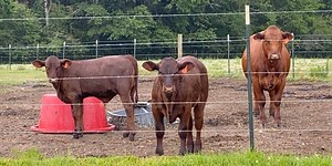 Miss. Dept. of Agriculture changes rules on how farmers can sell meat products