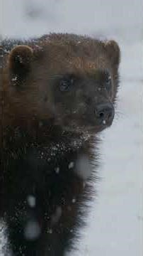 Wolverine Up Close | 4K HDR Arctic Predator