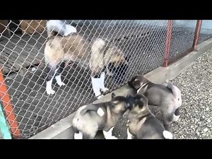 American akita puppies havin fun with their dad