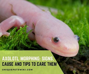 Axolotl Morphing: Signs, Cause and Tips to Care for Them